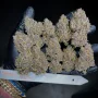 Насіння конопель BANANA PURPLE PUNCH Auto від Fast Buds